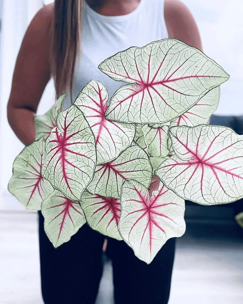 Caladium White Queen