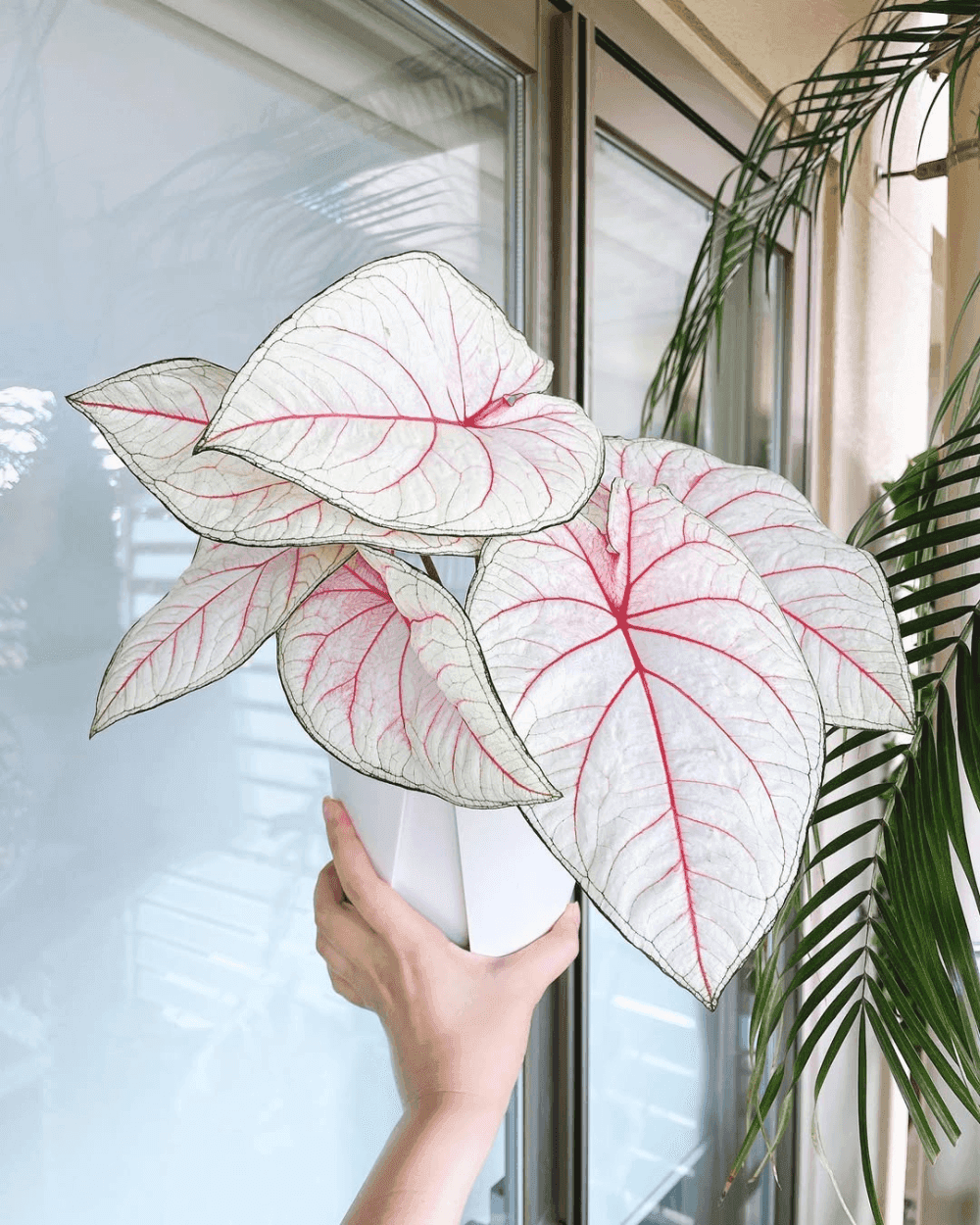 Caladium White Queen leaves