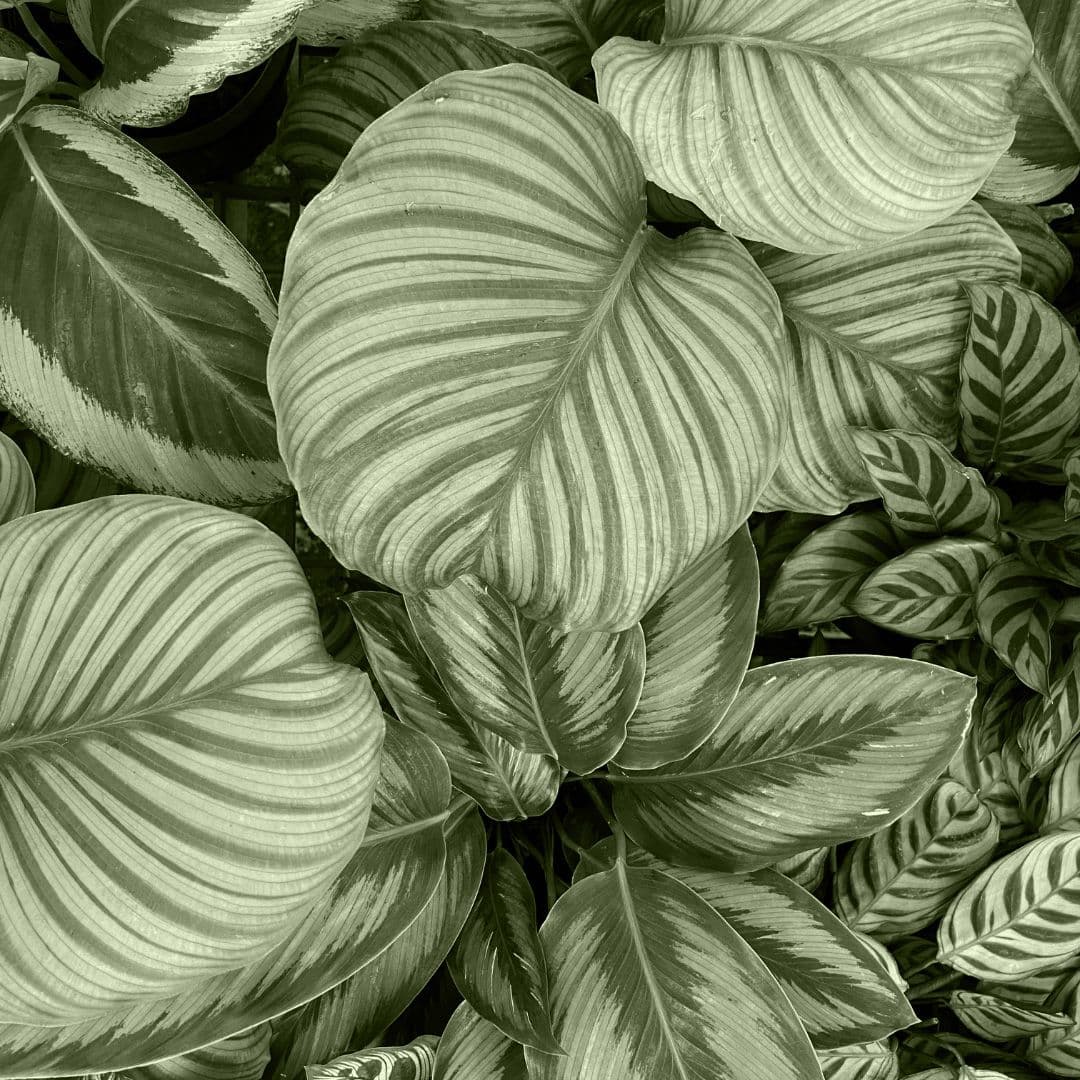 Calathea