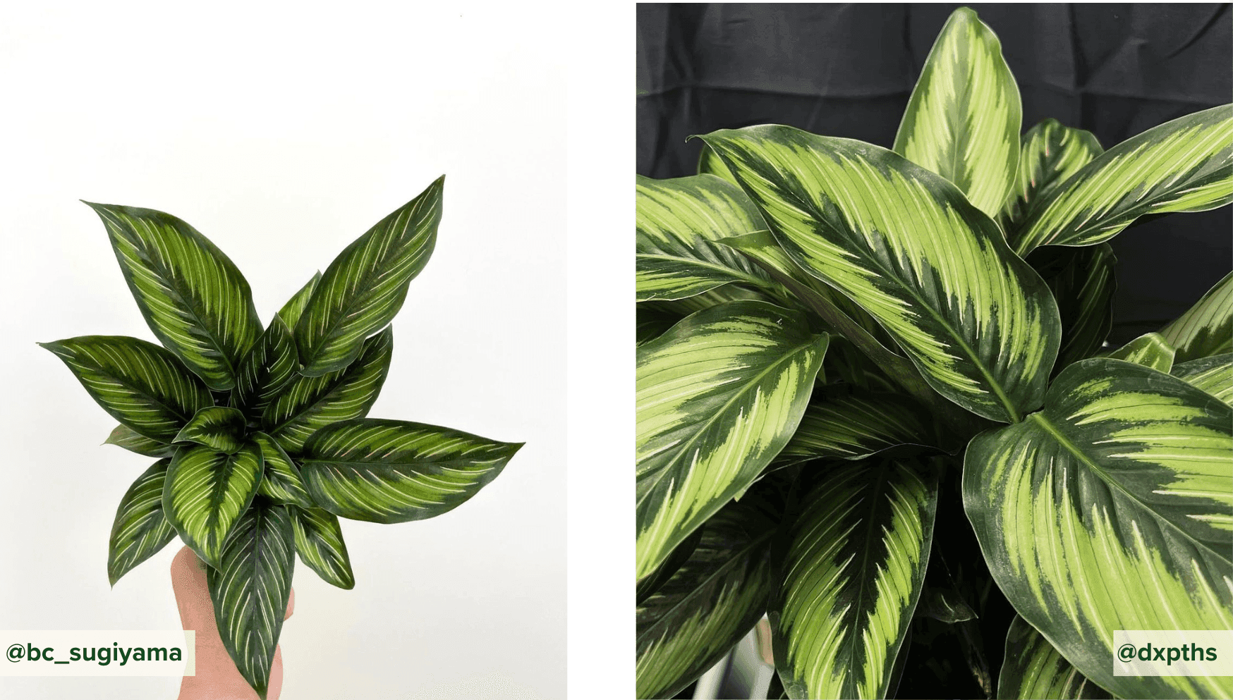 Calathea Beauty Star.png