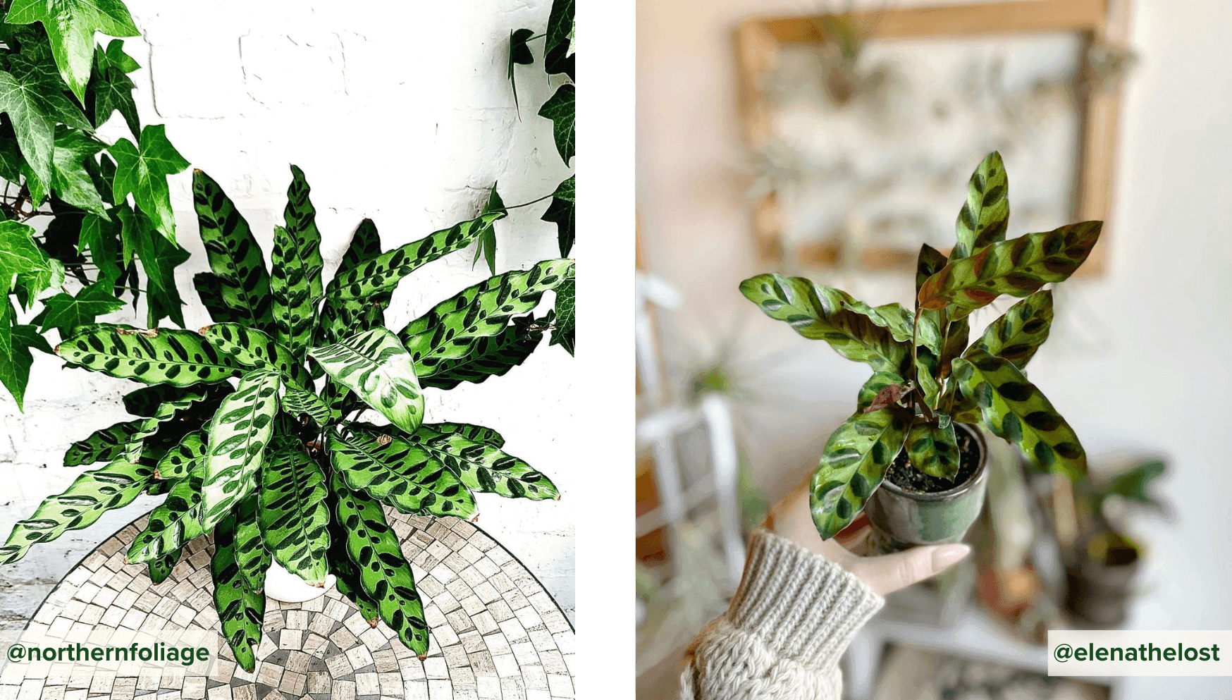 Calathea Lancifolia.png