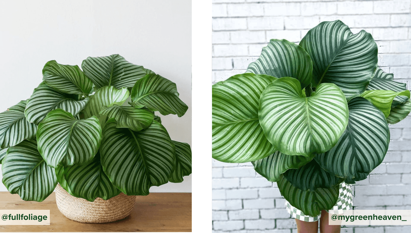 Calathea Orbifolia.png