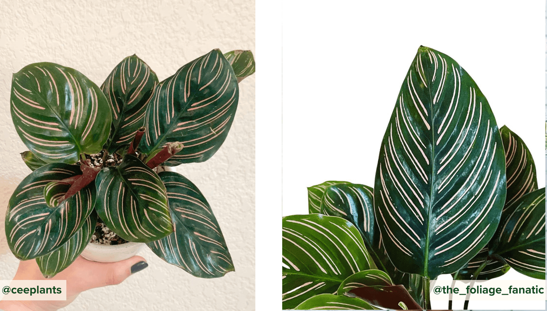 Calathea Ornata.png