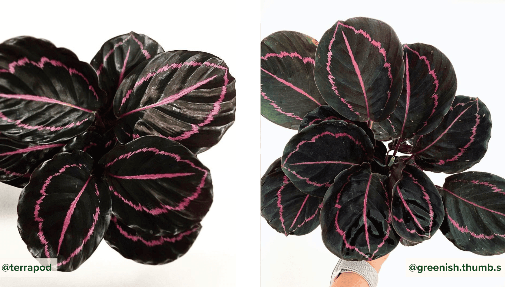 Calathea Roseopicta Dottie.png