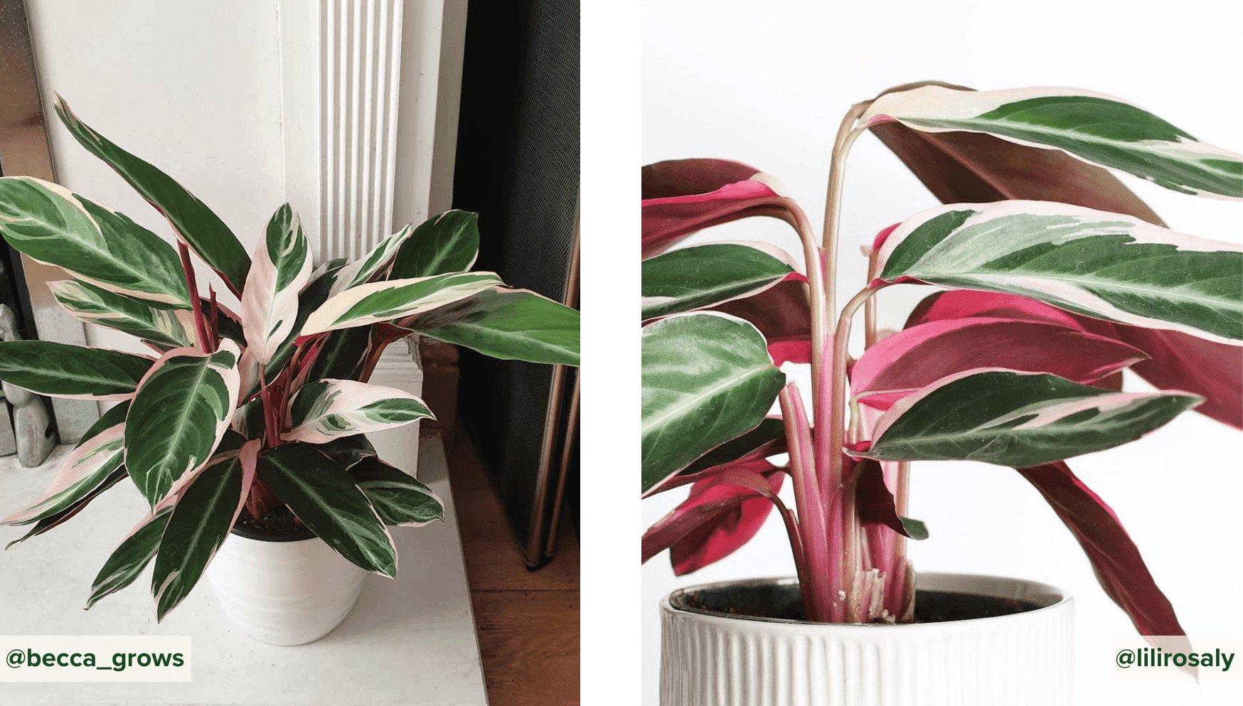 Calathea Triostar