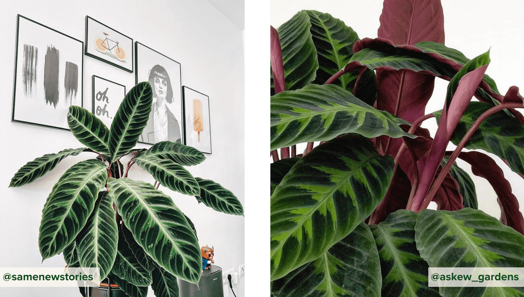 Calathea Warscewiczii.png