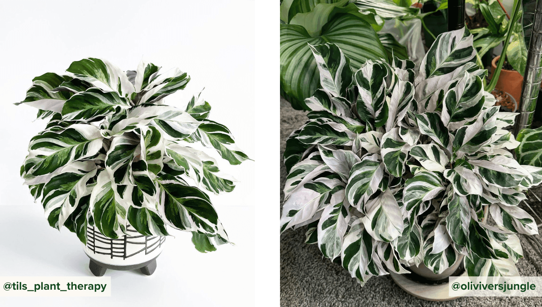 Calathea White Fusion.png