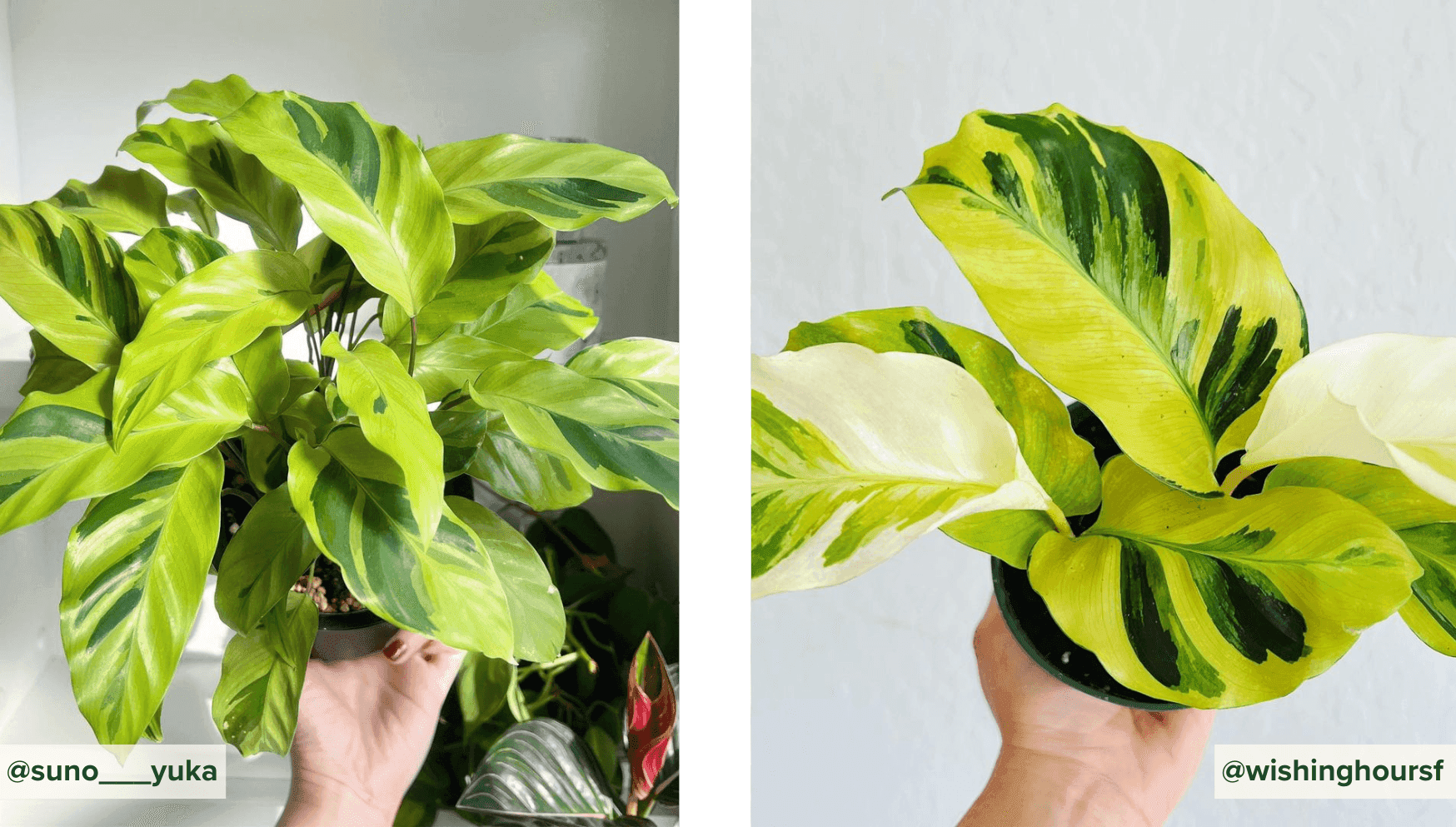 Calathea Yellow Fusion.png