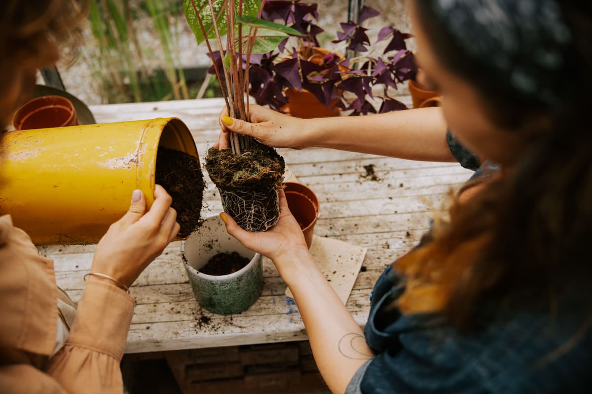 Une plante qui pleure est une plante en bonne santé