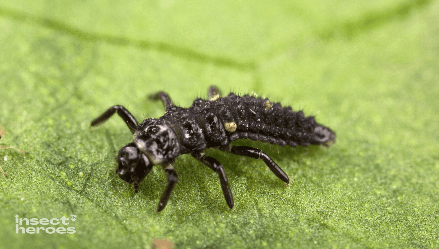 Carna Close up insectheroes