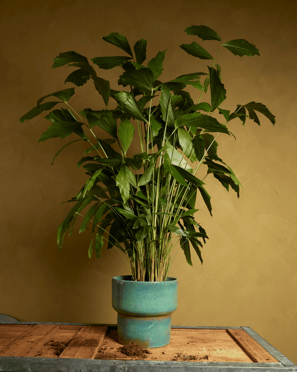Caryota