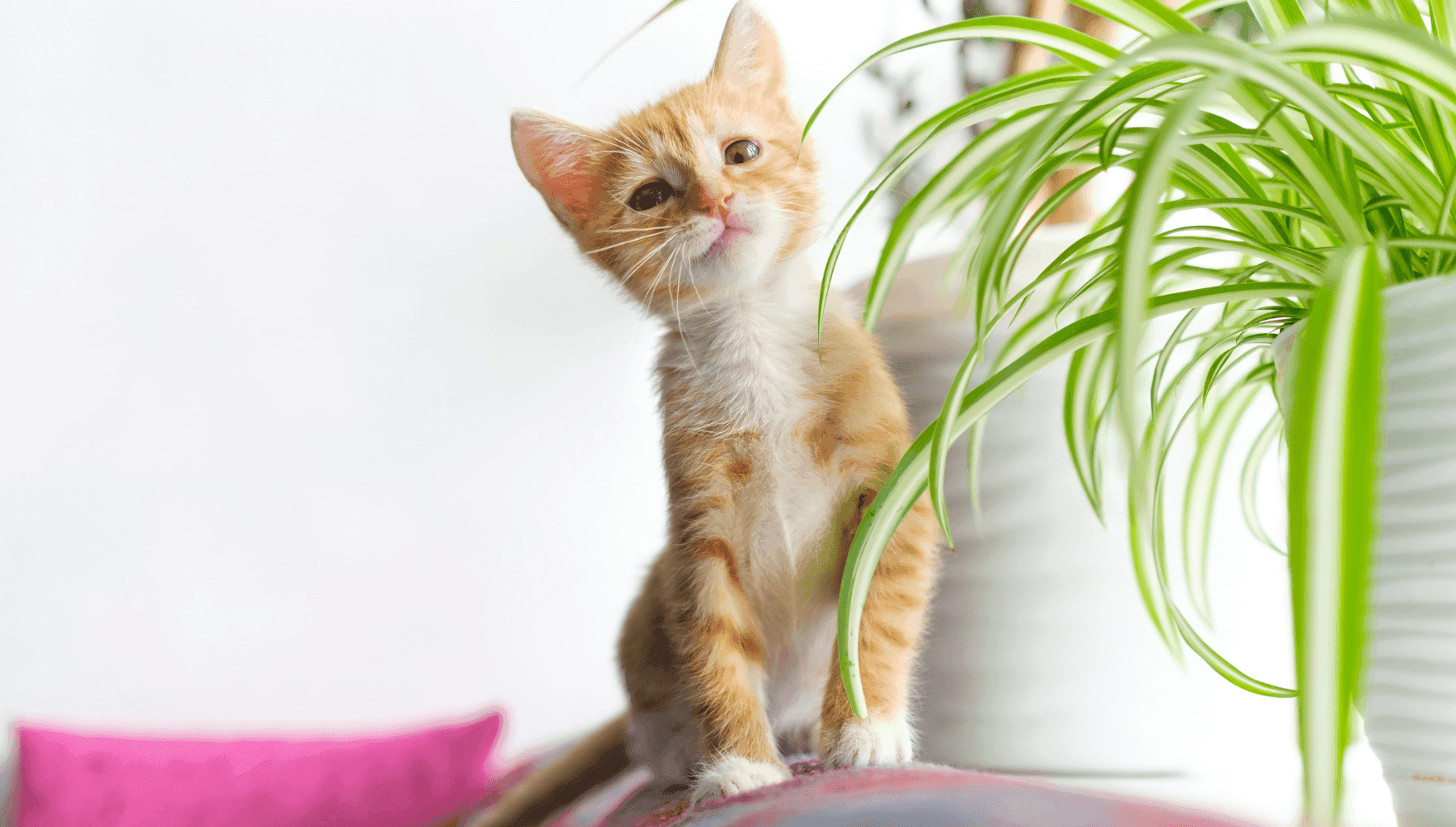 Cat with plant (2).png