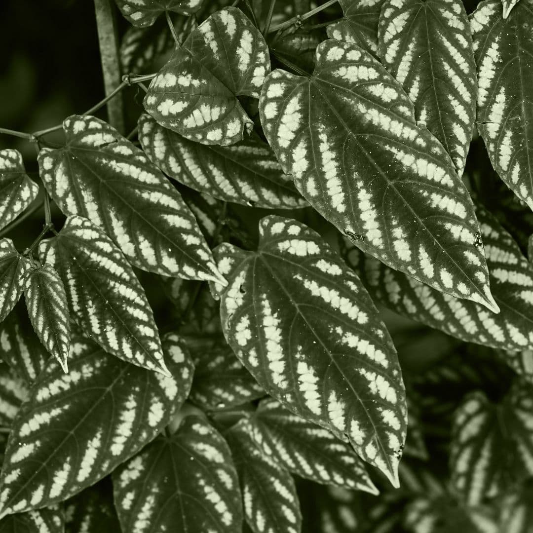 Cissus