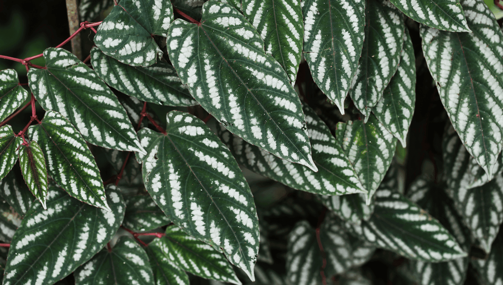 Cissus close up leaves