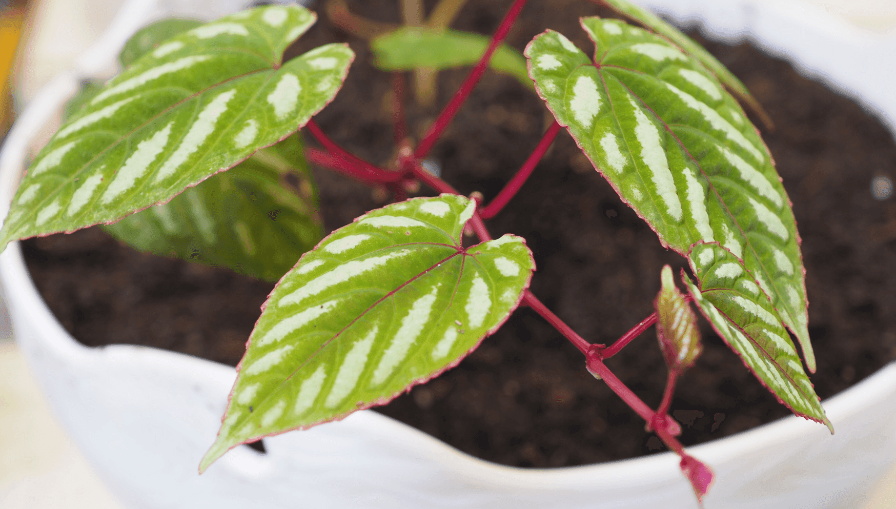 Cissus cutting