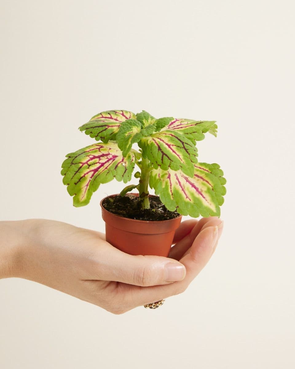 Coleus Spacecake