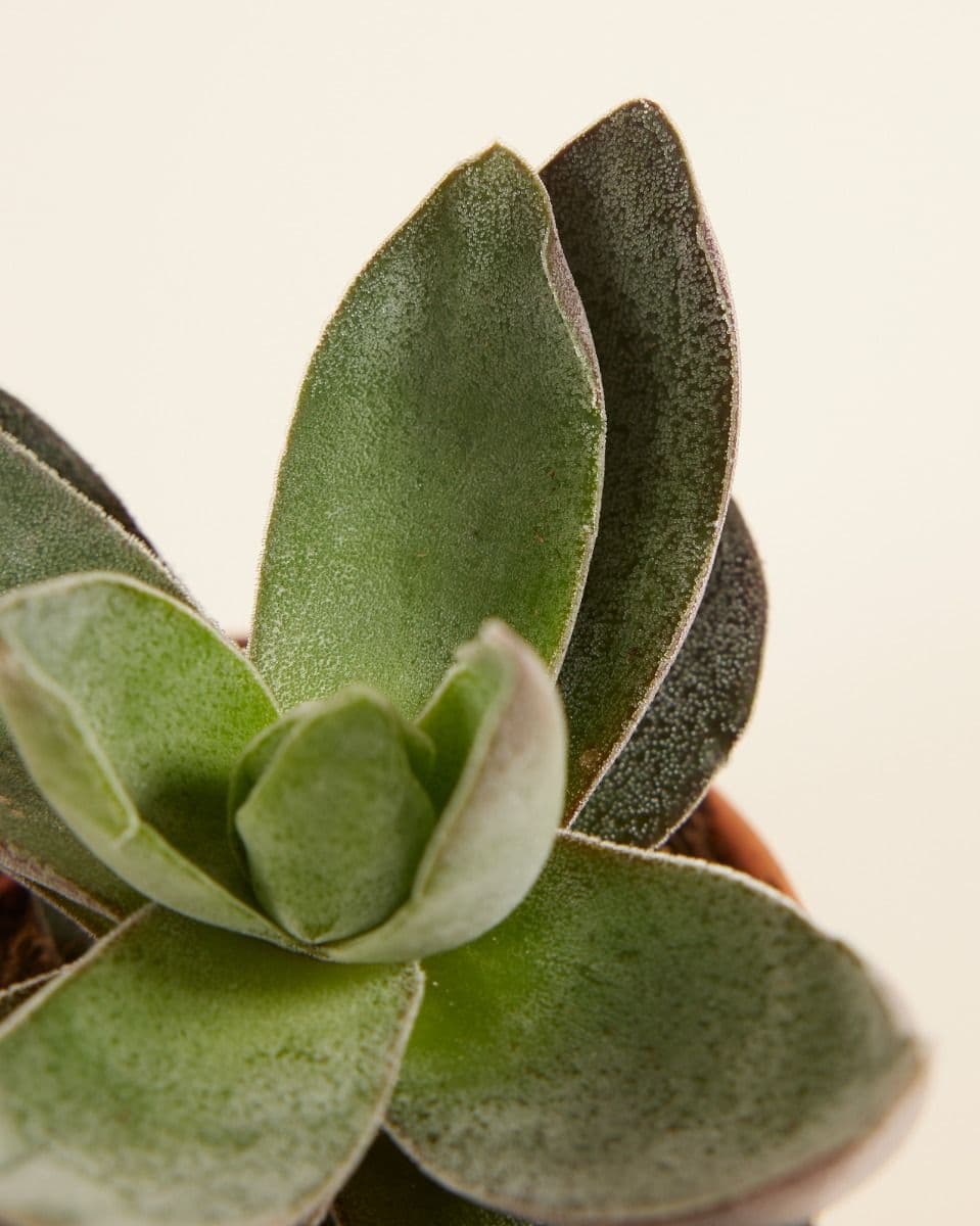 Crassula Garnet Lotus