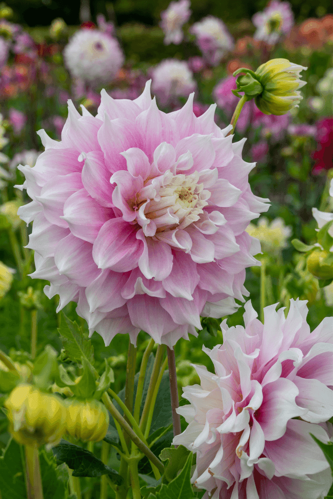 Dahlia