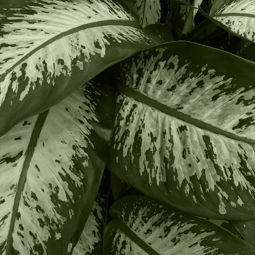 Dieffenbachia