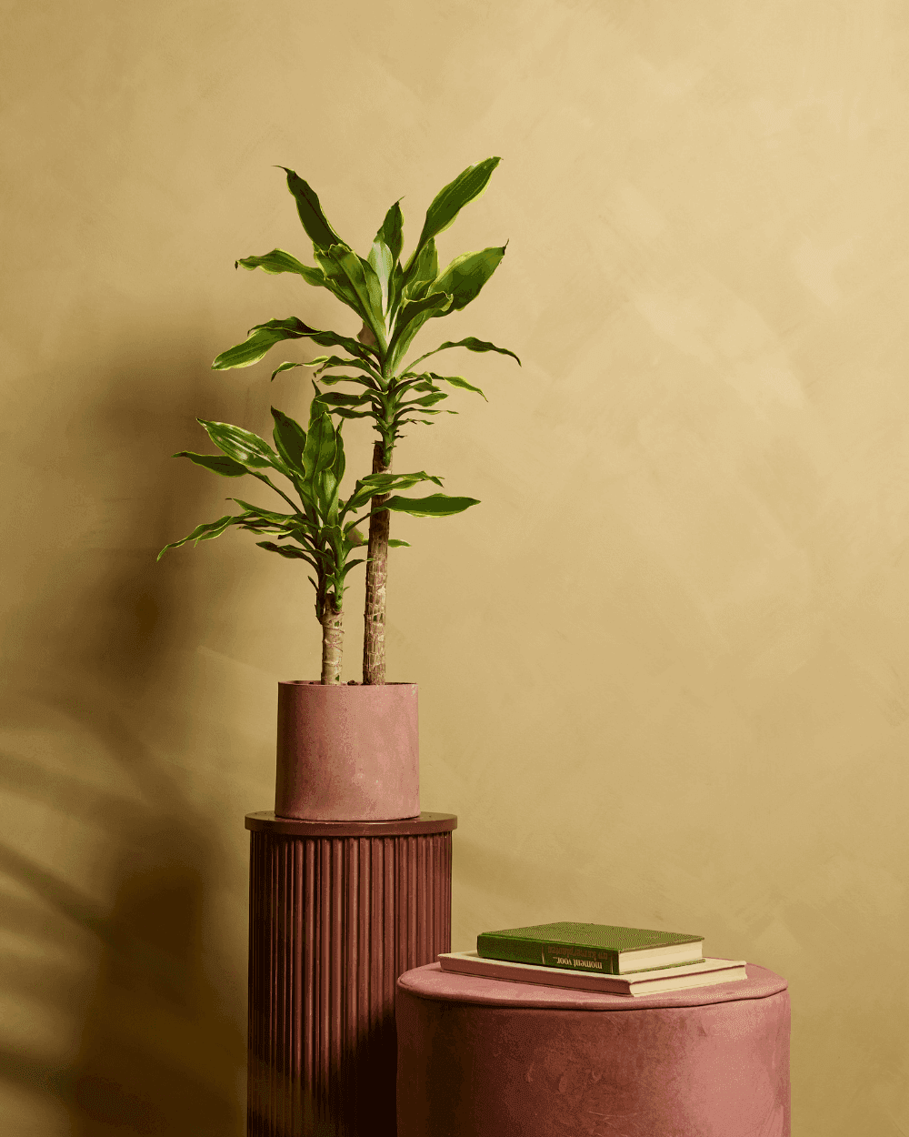 Dracaena