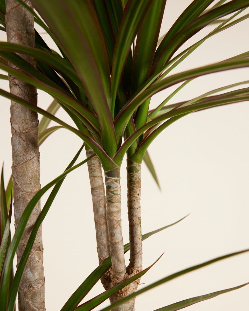 Dracaena