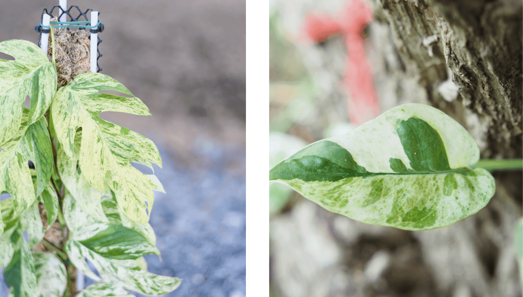 Epipremnum Pinnatum Marble Queen.png