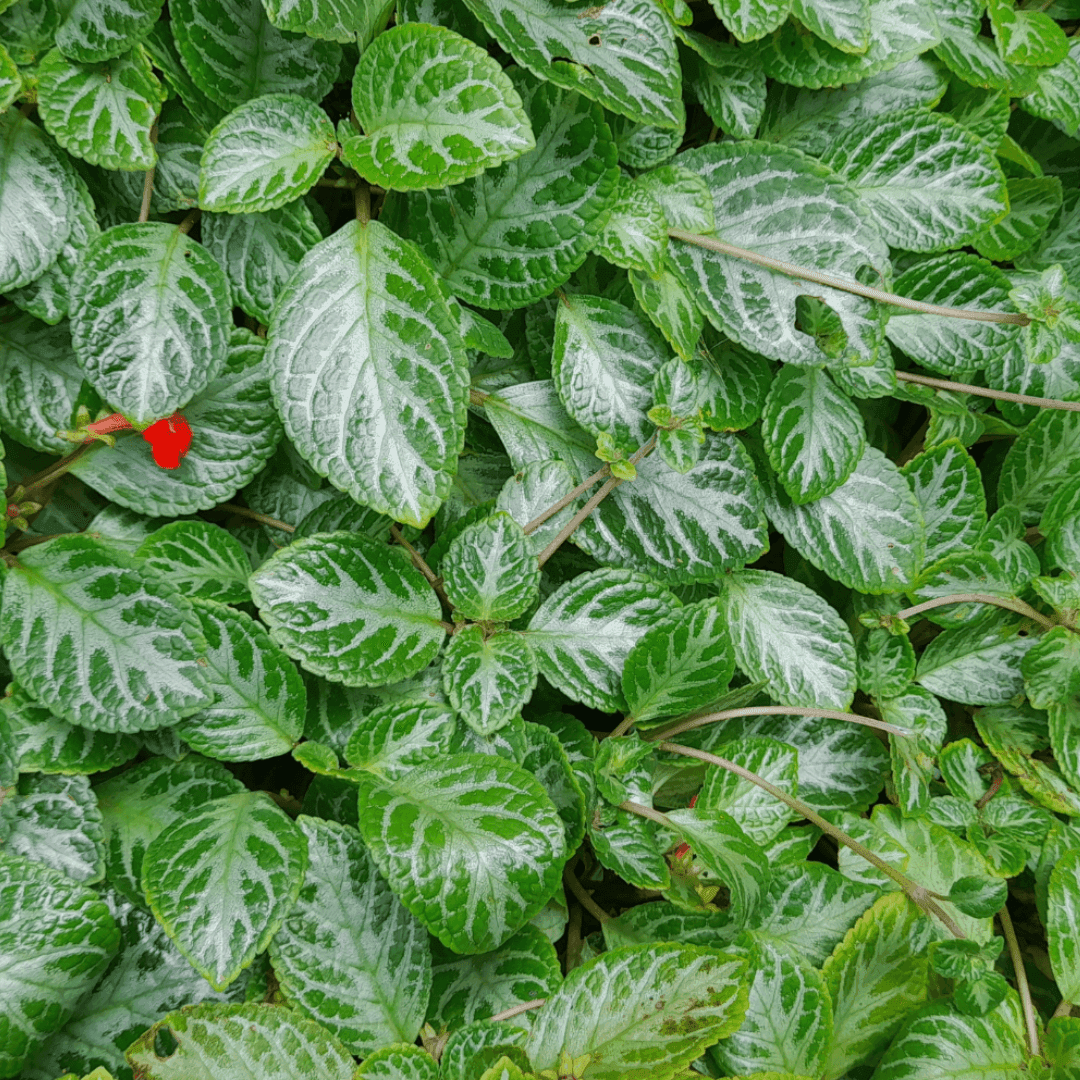 Episcia