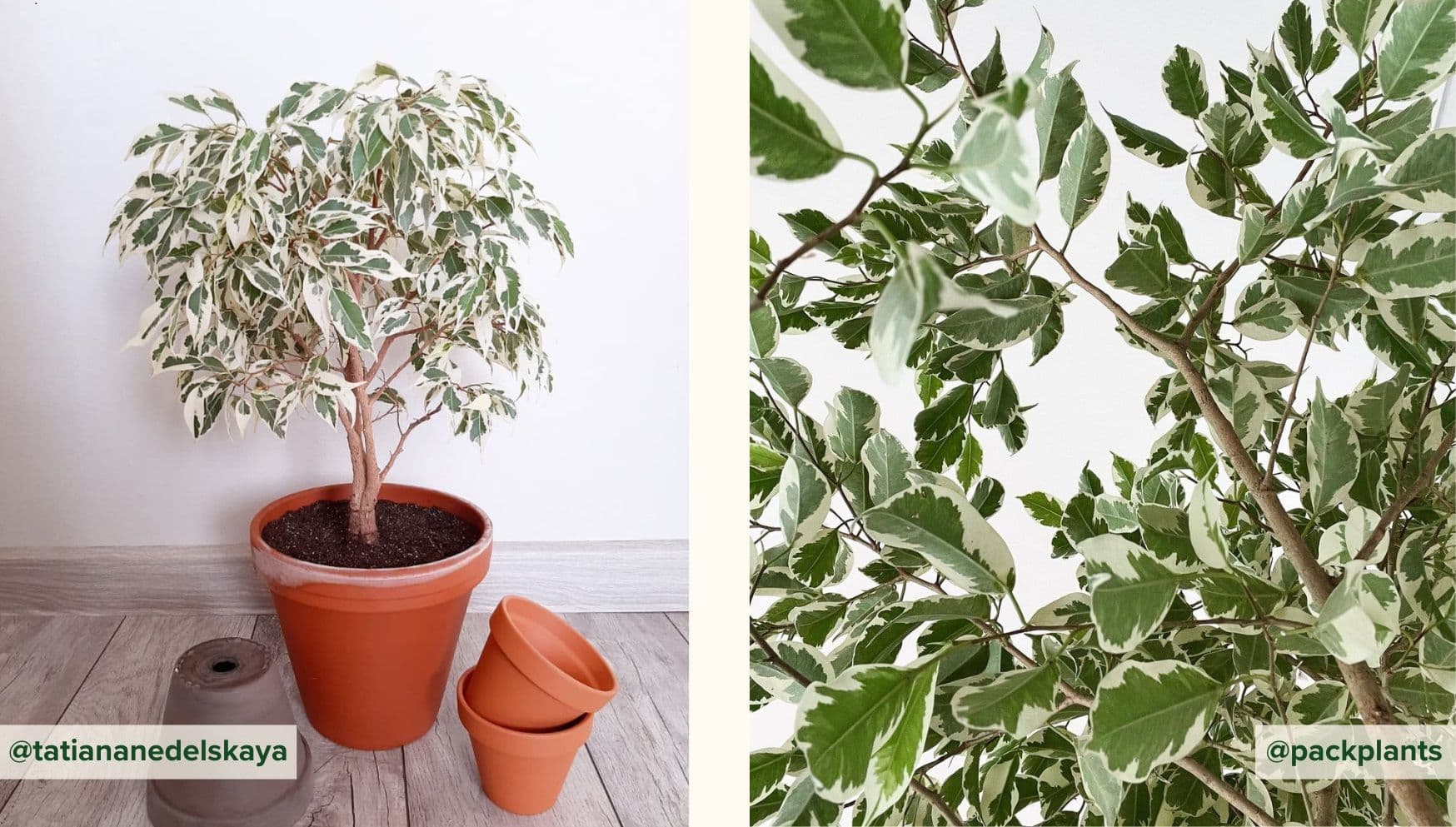 Ficus Benjamina