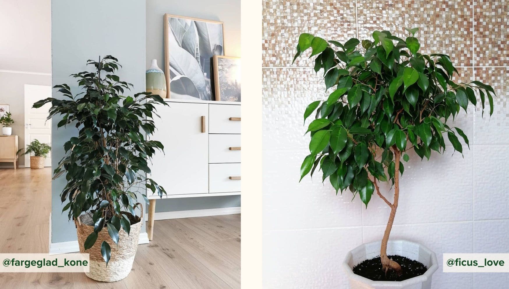 Ficus Danielle