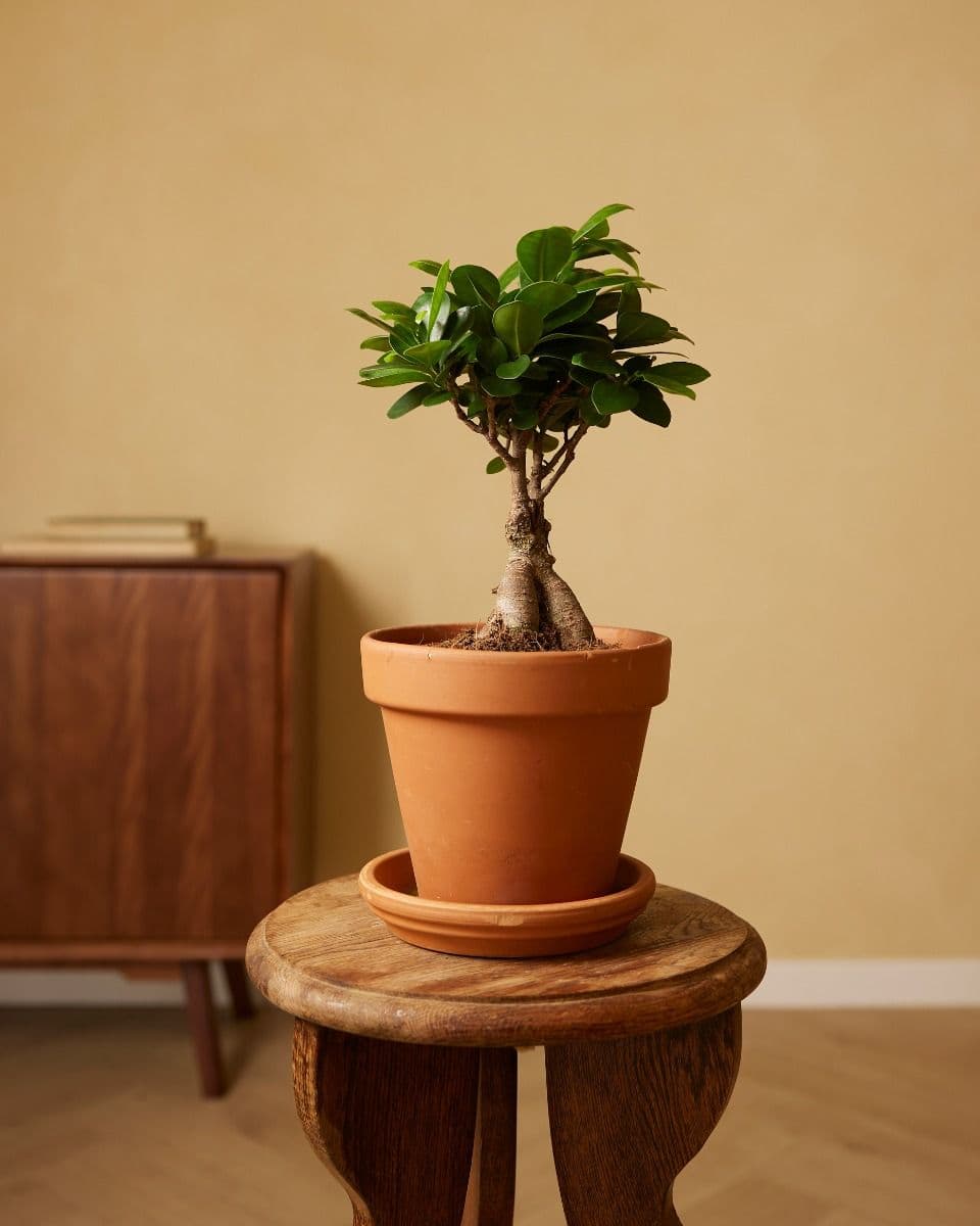 Ficus Ginseng