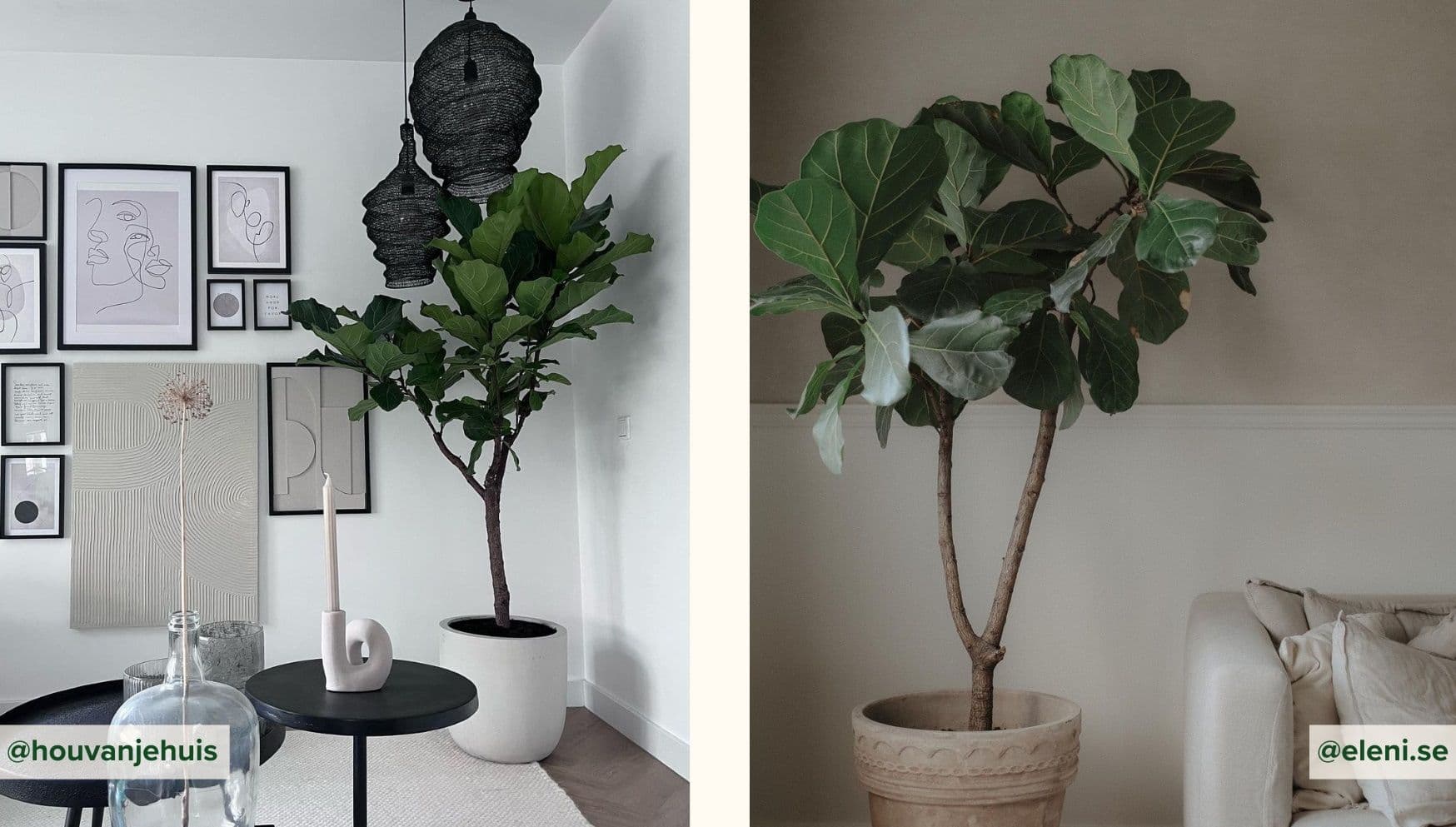 Ficus Lyrata