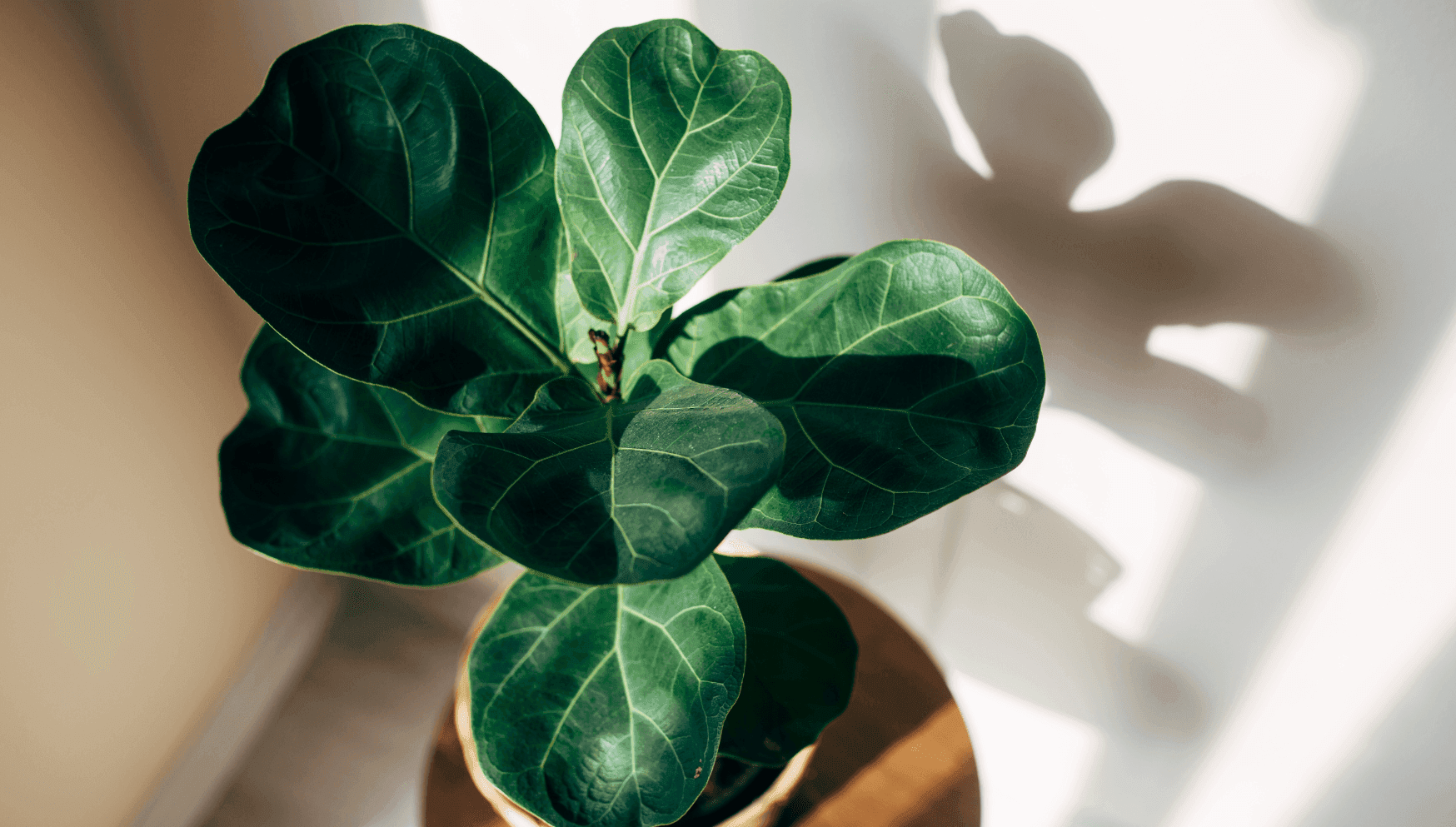 Ficus houseplant