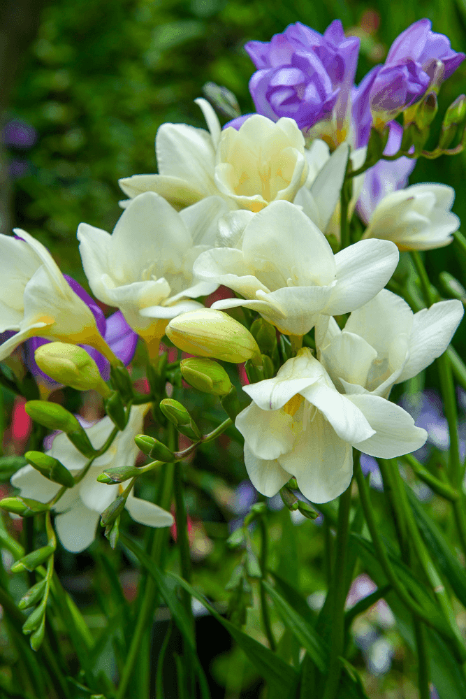 Freesia