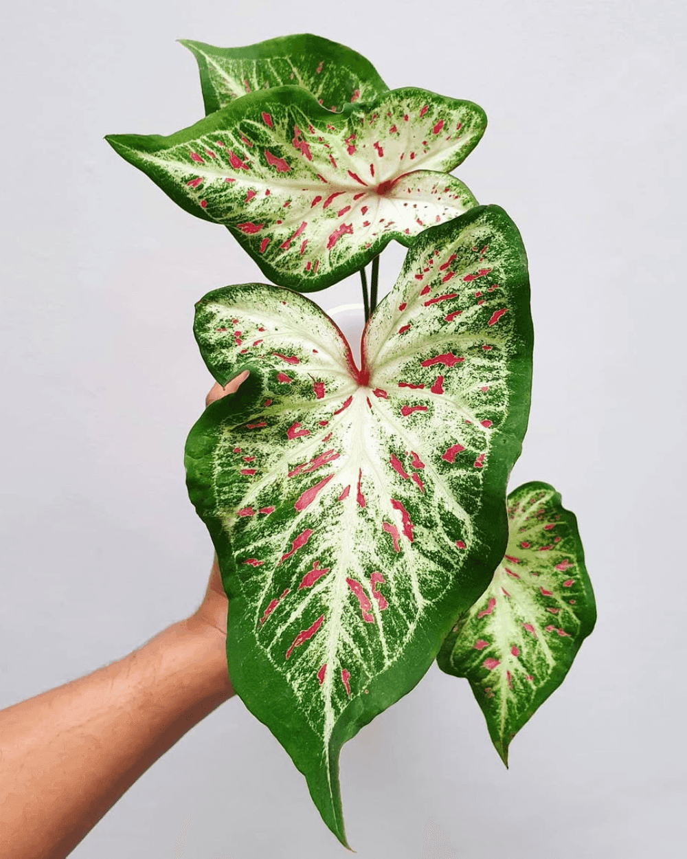 Gingerland leaves