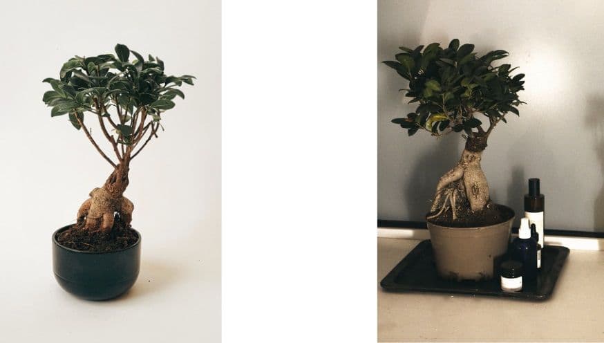 Ficus Ginseng 