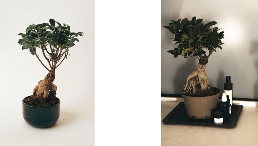 Ficus Ginseng