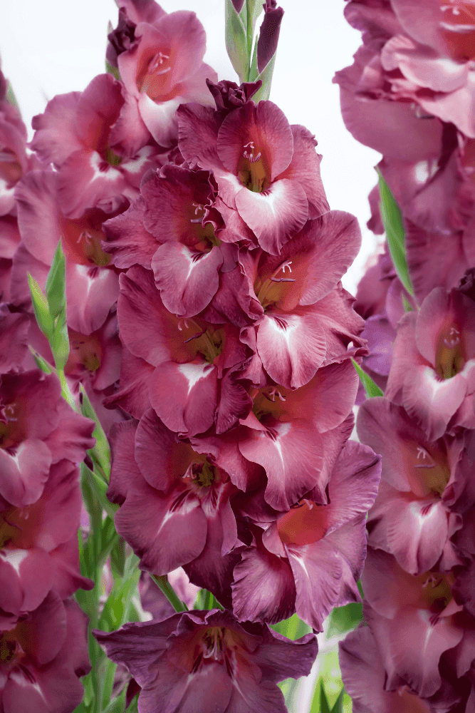 Gladiolus