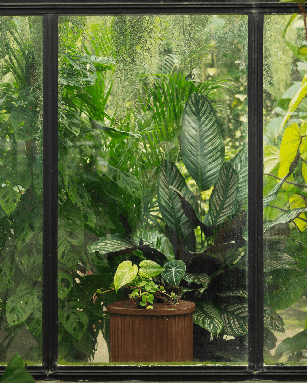 Greenhouse cabinet