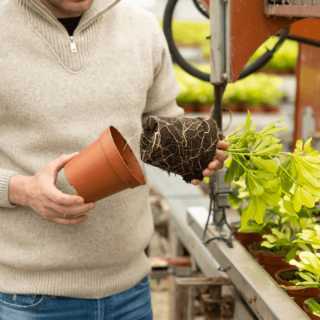 Growing plants