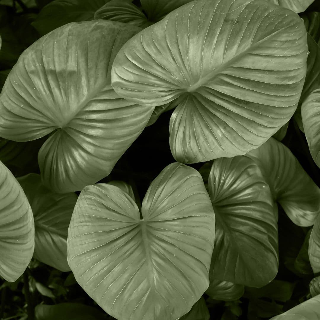 Homalomena