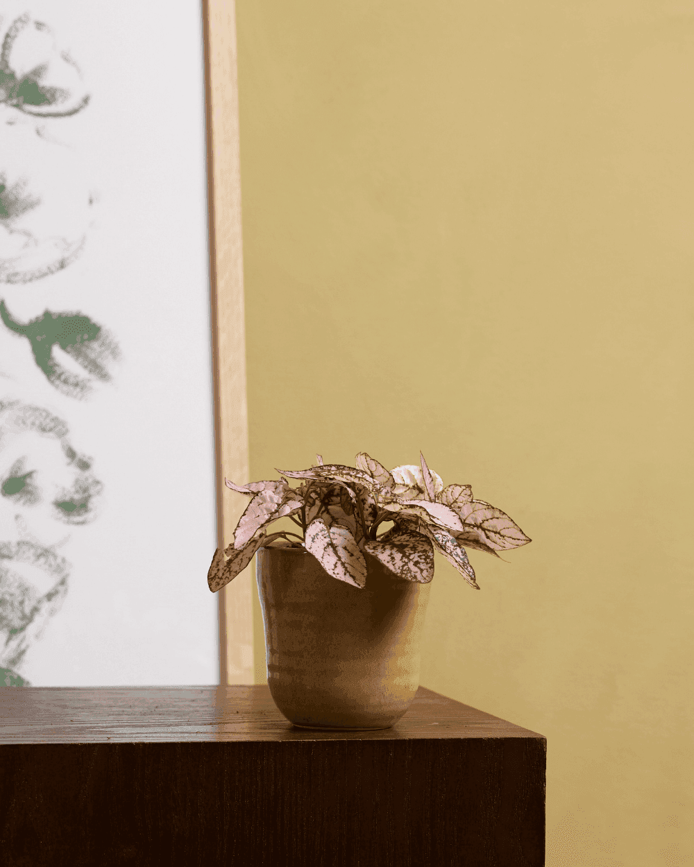 Hypoestes
