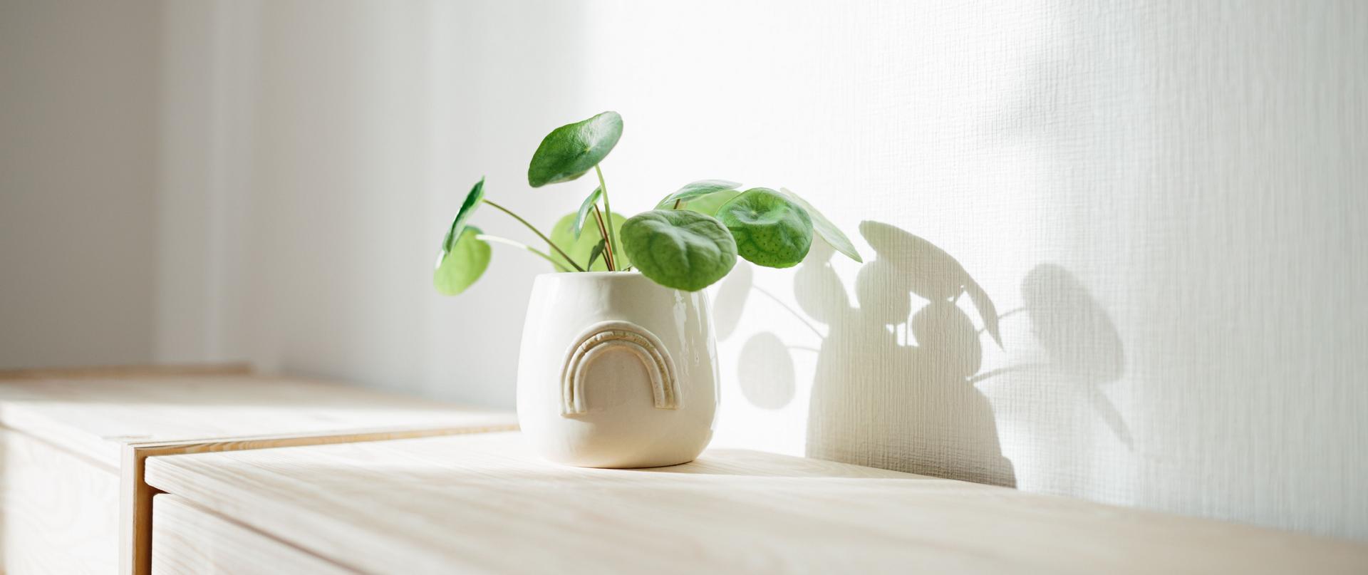 Light conditions to keep houseplants small