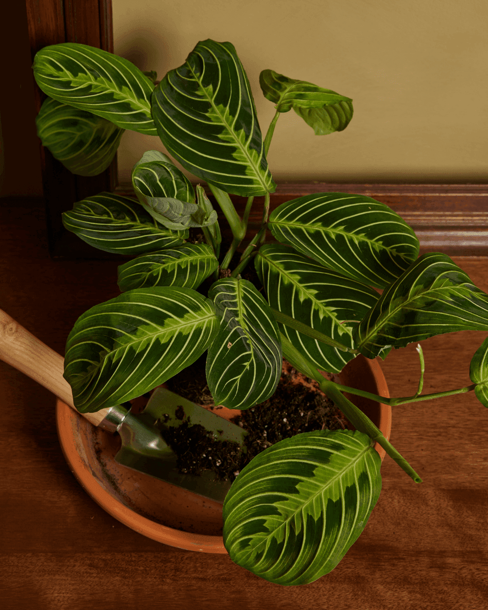 Maranta