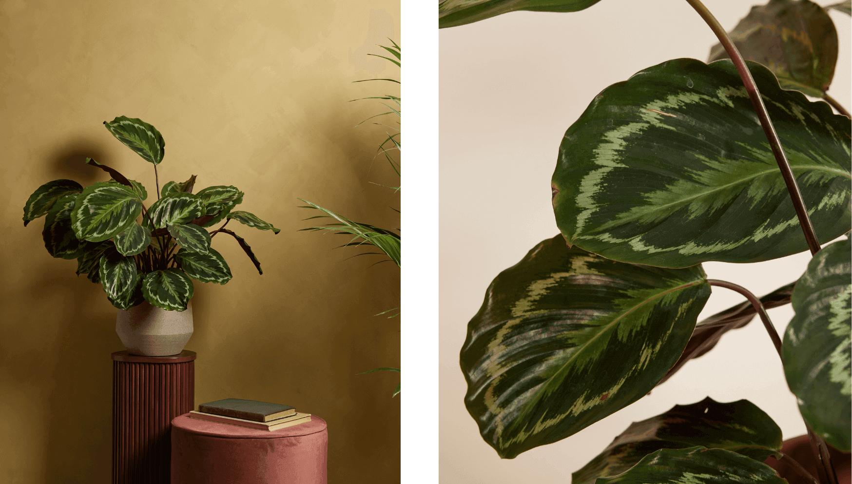 Medallion - Calathea.png