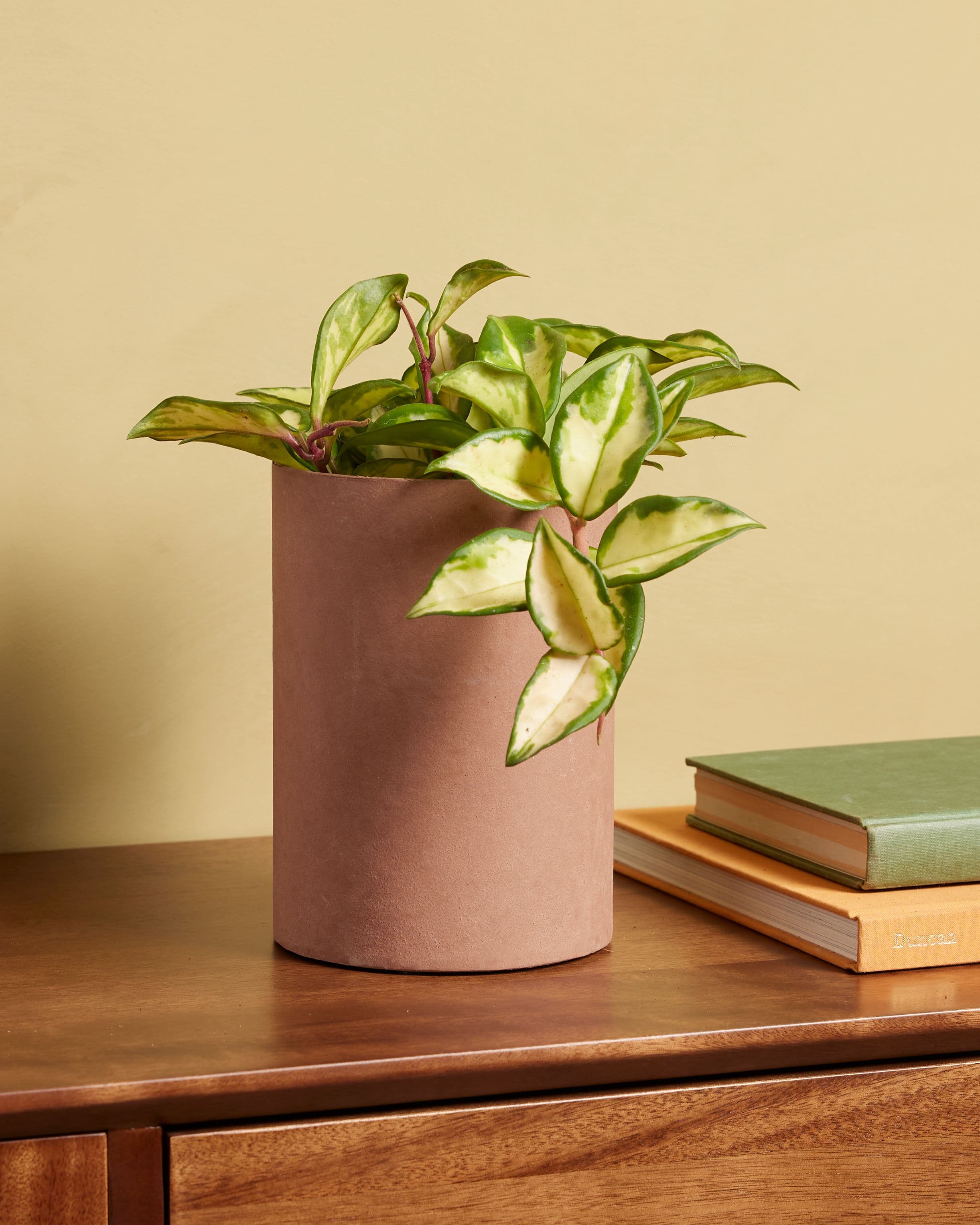Medium plants