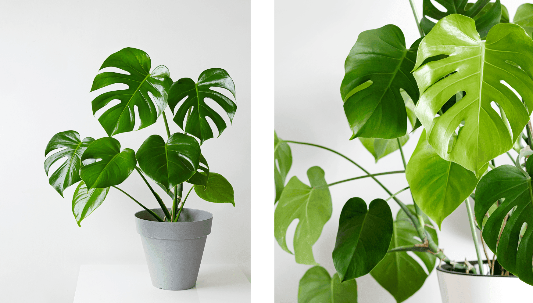 Monstera Deliciosa.png