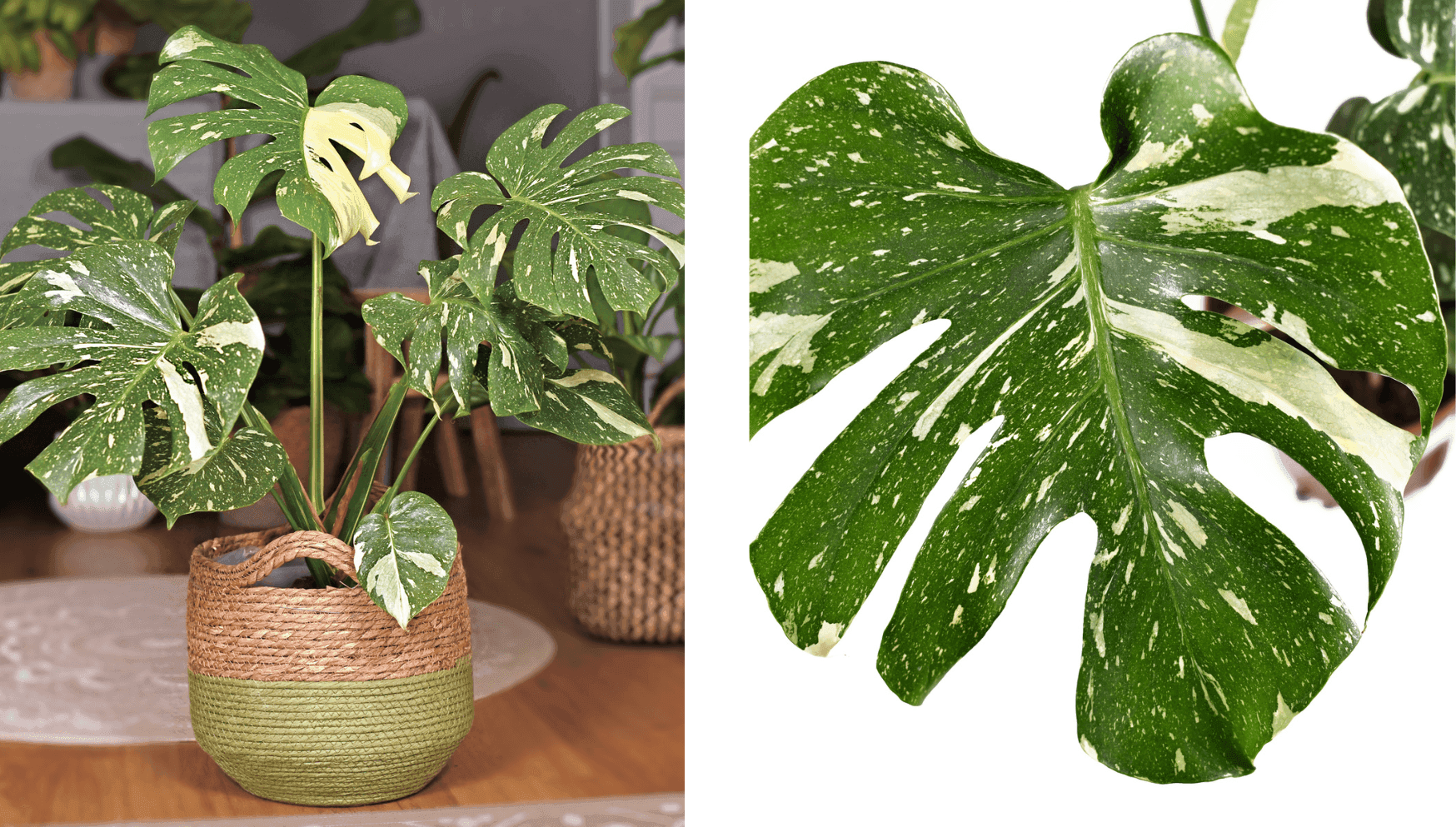 Monstera Thai Constellation.png