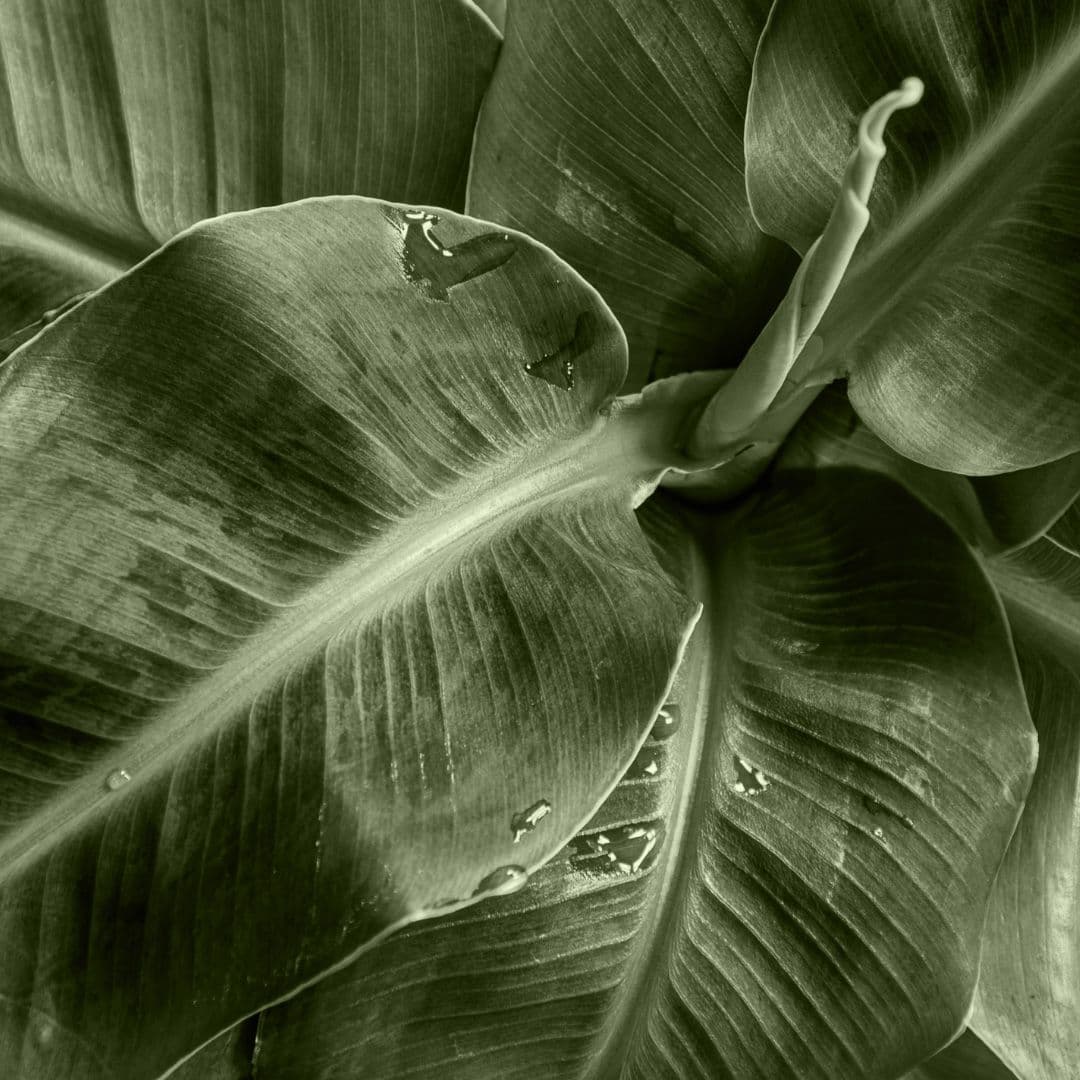 Musa