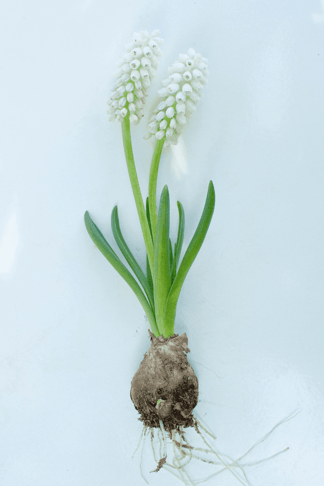 Muscari bulb