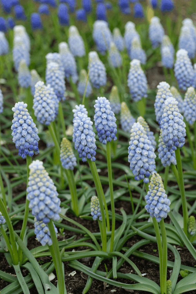 Muscari